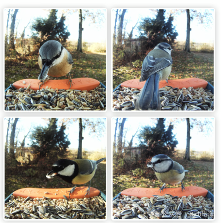 BirdBuddy Smart Feeder: A €4.19 Million Crowdfunding Success on Kickstarter source image 3