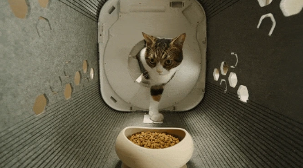 PawSwing Neo: Non-Electric Cat Groomer Exceeds $300K on Kickstarter source image 3